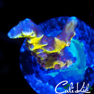 GRAFTED ANACROPORA