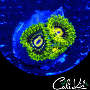 CK UNRELEASED ZOA TRIPLE