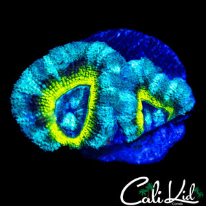 TRI COLOR ASIAN ACAN