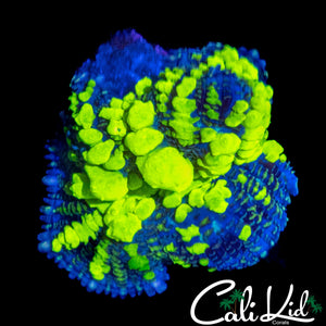 CK BLUE THUNDER BOUNCE SHROOM (BIG BUBBLE)