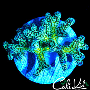 RARE TWO TONE BIRDSNEST CHUNK