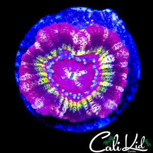 RARE RAINBOW ASIAN ACAN