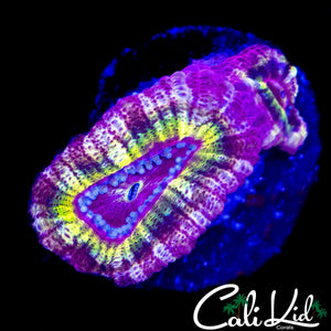 RARE RAINBOW ASIAN ACAN DOUBLE