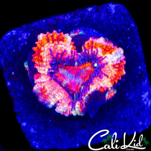 MYSTERY ACAN W/ BABIES