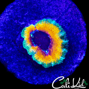 CK YELLOW ABYSS ACAN