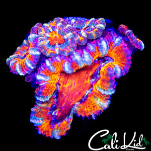 ULTRA RAINBOW ACAN MINI COLONY