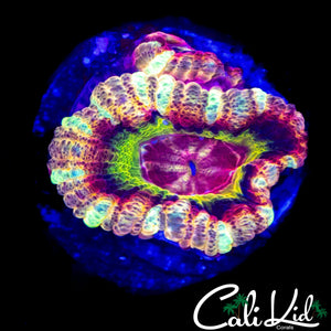 SUPER RARE RAINBOW ASIAN ACAN DOUBLE