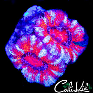 ULTRA WHITE STRIPE ACAN DOUBLE