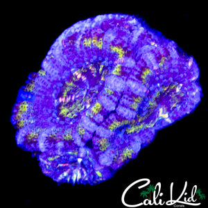 MAZE ACAN CHUNK