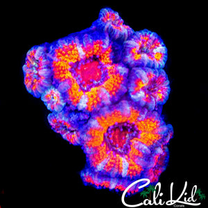 ULTRA ACAN COLONY
