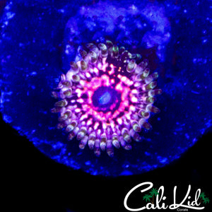 CK ULTIMATE PINK SPACE MONSTER