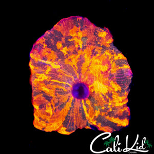 RARE PATTERN CANDY CRUSH MUSHROOM