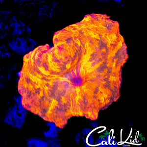 RARE PATTERN CANDY CRUSH MUSHROOM