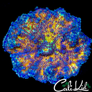 XL RAINBOW BUBBLE YUMA