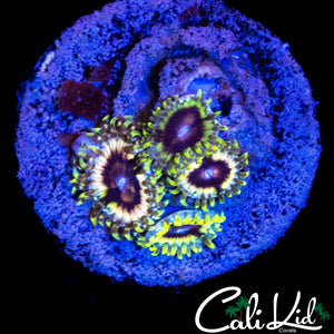 CK HELLRAZOR ZOA QUAD