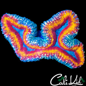 RAINBOW RING LOBO COLONY