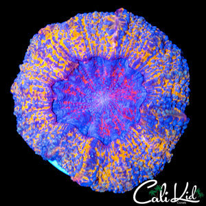 ONE OF A KIND ACANTHO