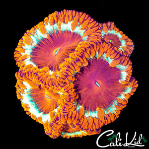 XL BLASTO HEAD COLONY