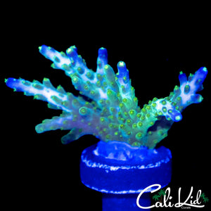 CK GALACTIC RIDER ACRO