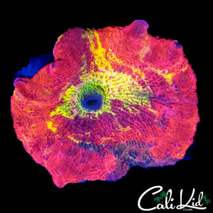 RARE "4" COLOR MUSHROOM