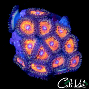 TANGERINE PALY MINI COLONY