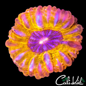 RARE SUN SWIRL CYNARINA (SUPER BRIGHT)
