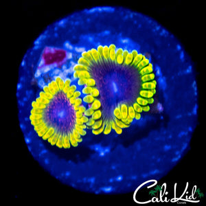 MESOSPHERE ZOA DOUBLE
