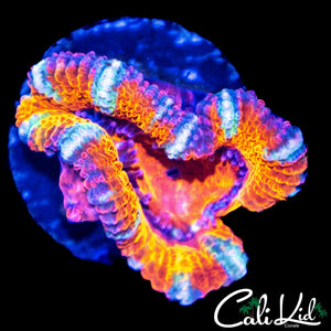 TONY THE TIGER ACAN