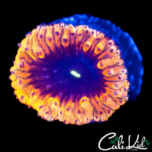 PURPLE EYE BLASTO