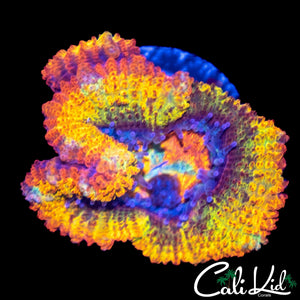 CK ABERRAMA GOLD ACAN W/ BABIES