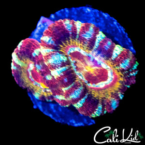 SUPER RARE ASIAN ACAN DOUBLE