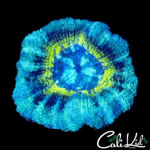 TRI COLOR ASIAN ACAN