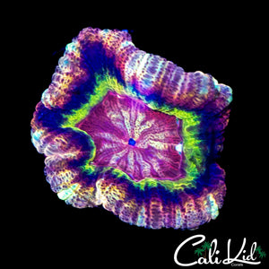 INSANE RAINBOW ASIAN ACAN