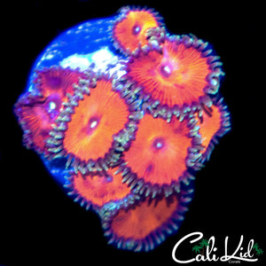 XMAS PALY MINI COLONY