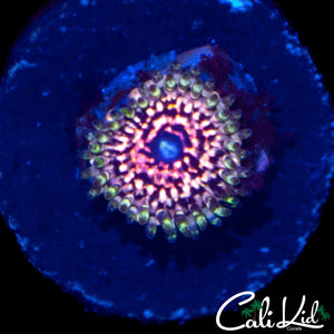 CK ULTIMATE PINK SPACE MONSTER