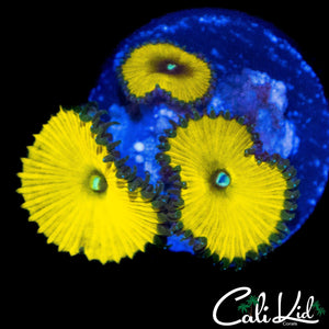 CK SOLAR DEITY TRIPLE