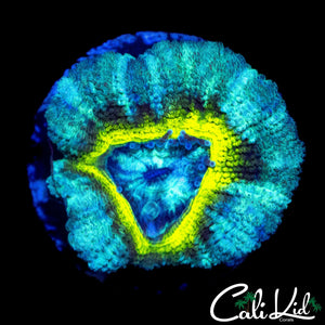 TRI COLOR ASIAN ACAN