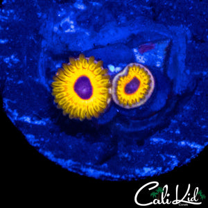 GREAT OWL ZOA DOUBLE