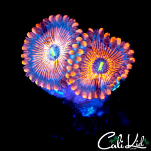 WHITE ZOMBIE ZOA DOUBLE