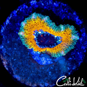 CK YELLOW ABYSS ACAN