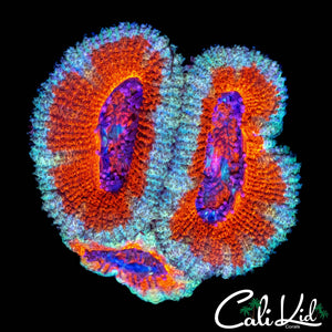 ULTRA ACAN TRIPLE