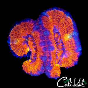 RAINBOW SWIRL ACAN DOUBLE