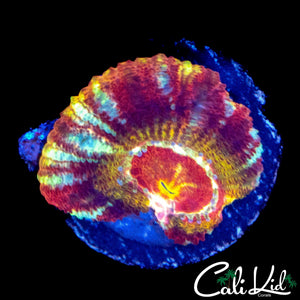 SUPER RARE ASIAN ACAN