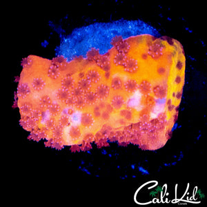 STARBURST MONTI FRAG