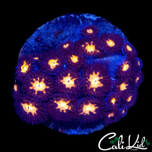STARRY EYE ZOA COLONY