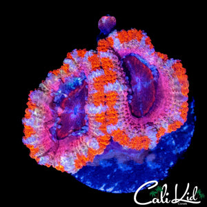 PINK RING ACAN DOUBLE