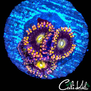 CK ANTI MATTER ZOA TRIPLE