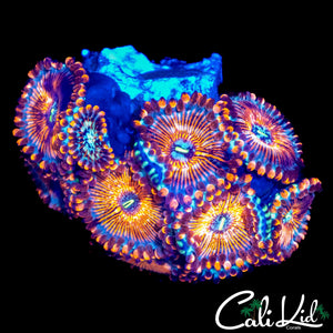 WHITE ZOMBIE ZOA MINI COLONY