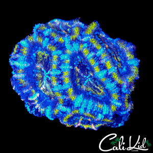 MAZE ACAN CHUNK