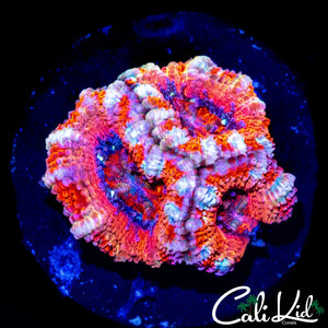 WHTIE STRIPE ACAN TRIPLE